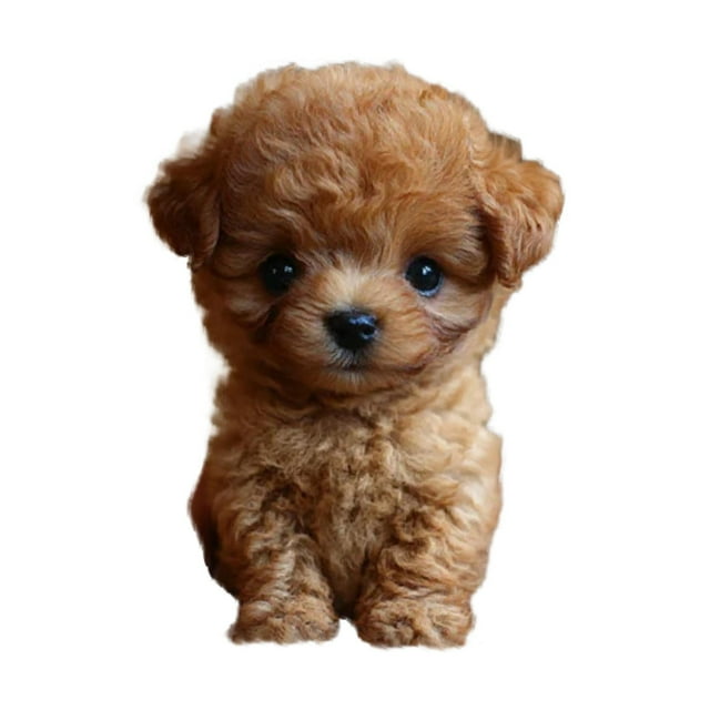 Toy de peluche de peluche para perros realistas caminando caminata de caminata compacto lindo regalo electrónico cachorro para mujeres adultos niños Marrón