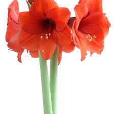 EuroBlooms Amaryllis Desire, Pre Potted Indoor Plant, Orange Blooms, Bright indoor light or filtered sunlight