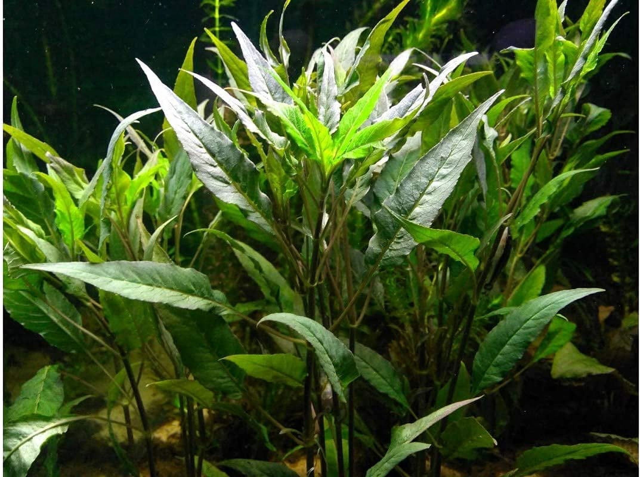 Florida 10 Species Live Aquarium Plants Bundle