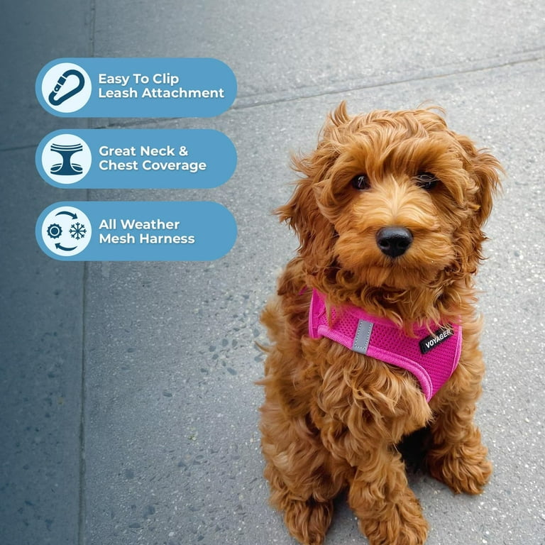 Voyager Step in Air All Weather Mesh Harness and Reflective Dog 5 ft Leash Combo with Neoprene Handle for Small Medium and Large Breed Puppies by Best Pet Supplies Set Fuchsia XS