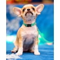 thumbnail image 2 of Minzimin 1Pcs Reflective Dog Collar, Sturdy Nylon Collars for Puppy and Extra Small Girl and Boy Dogs, Adjustable Dog Collar with Quick Release Buckle, 2 of 6