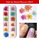 thumbnail image 2 of caja de flores secas mixtas para decoración de uñas, pegatina Floral Natura Labymos  GH-F, 2 of 7