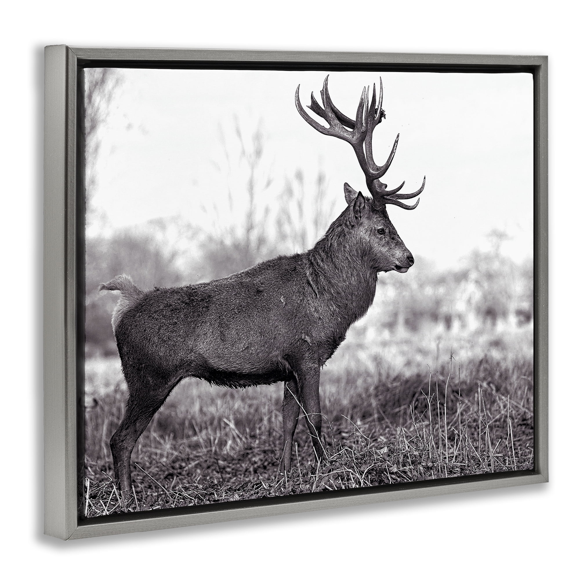 Stupell Industries Elk in Peaceful Forest Animals & Insects Photography Gray Floater Framed Canvas Art Print Wall Art, 21 x 17
