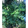 thumbnail image 3 of Pack 5 Hawaiian Awapuhi Shampoo Ginger Rhizomes Pinecone Ginger Red Ginger Lily Bulbs, Grow Indoor or Outdoor, 3 of 6