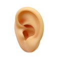 thumbnail image 4 of Modelo de oreja de silicona Artificial falso flexible para pendientes Simulación de exhibición para exhibición de fotografía Show Tool de enseñanza Oreja derecha, 4 of 8