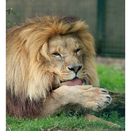 - Laminated Poster Licking Paw Close-up Licking Portrait Lion Male Poster Print 11 x 17