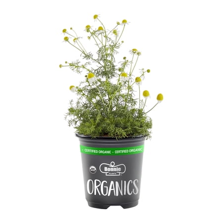Whitney Organic Chamomile
