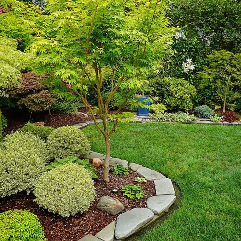 Expert Gardener 1- 1.5 ft tall Sango Kaku Japanese Maple Live Tree in 1-Gallon Grower Pot