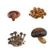 thumbnail image 5 of Juguete de ciclo de crecimiento de setas simuladas, conjunto de juguetes educativos, accesorios de enseñanza de ciencias, Kit de aprendizaje de setas Hongos marrones, 5 of 8