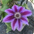 thumbnail image 5 of Clematis Fireworks - Live Plant in a 4 Inch Growers Pot - Clematis 'Fireworks' - Starter Plants Ready for The Garden - Beautiful Deep Pink and Purple Flowering Vine, 5 of 5