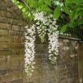 thumbnail image 6 of White Wisteria Flowering Vine, 6 of 7