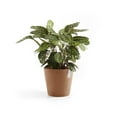 thumbnail image 4 of Ecopots Amsterdam Durable Modern Round Indoor/Outdoor Recycled Based Composite Flower Pot Planter, Terracotta Color, 12", 4 of 4
