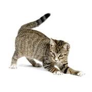 Premier Pet Bolt Automatic Laser Cat Toy - Play and Exercise