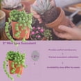 thumbnail image 2 of String of Pearls Style Succulent in 2" Pot –Small Potted succulents plants live ,  Easy to Start Indoor Lives  Houseplants, Indoor Outdoor Decoratio, 2 of 5