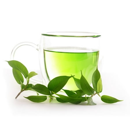 Green Tea Plant - Camellia sinensis - Brew Your Own Tea - 4