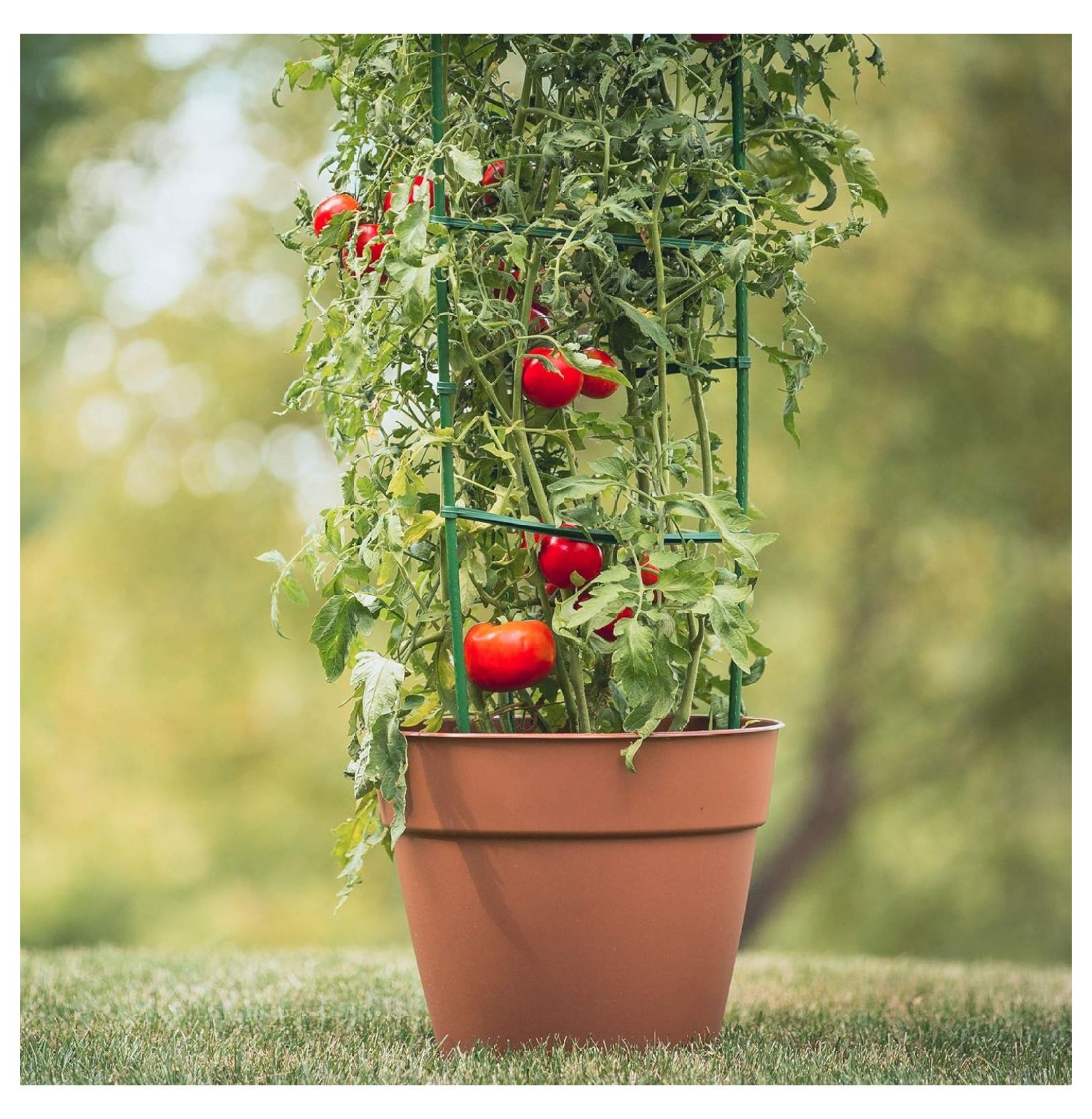 Tomato Plant Cages 3-Pack, 5ft - Ultomato Tomato Cage System, Green Plant Support for Vegetables, Flowers, Climbing Plants - Garden Stakes