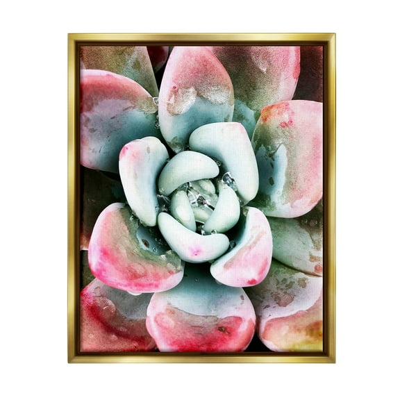 Succulent Plant Rain Droplet Botanical & Floral Photograph Metallic Gold Framed Art Print Wall Art