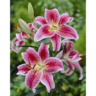 Van Zyverden Tiger Lilies Value Blend Set of 18 Bulbs Multicolor Partial  Sun Easy to Grow 3 lbs - Walmart.com
