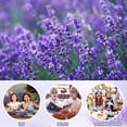thumbnail image 5 of 25 Packs French Lavender Sachets for Drawers and Closets Fresh Scents, Home Fragrance Sachet, Purple, 5 of 7