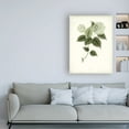 thumbnail image 3 of Trademark Fine Art 'Sage Botanical I' Canvas Art by Vision Studio, 3 of 3