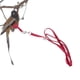 thumbnail image 4 of EeaseMX Arnés ajustable para pájaros, correa para loros, para paseos al aire libre, talla L (rojo), 4 of 7