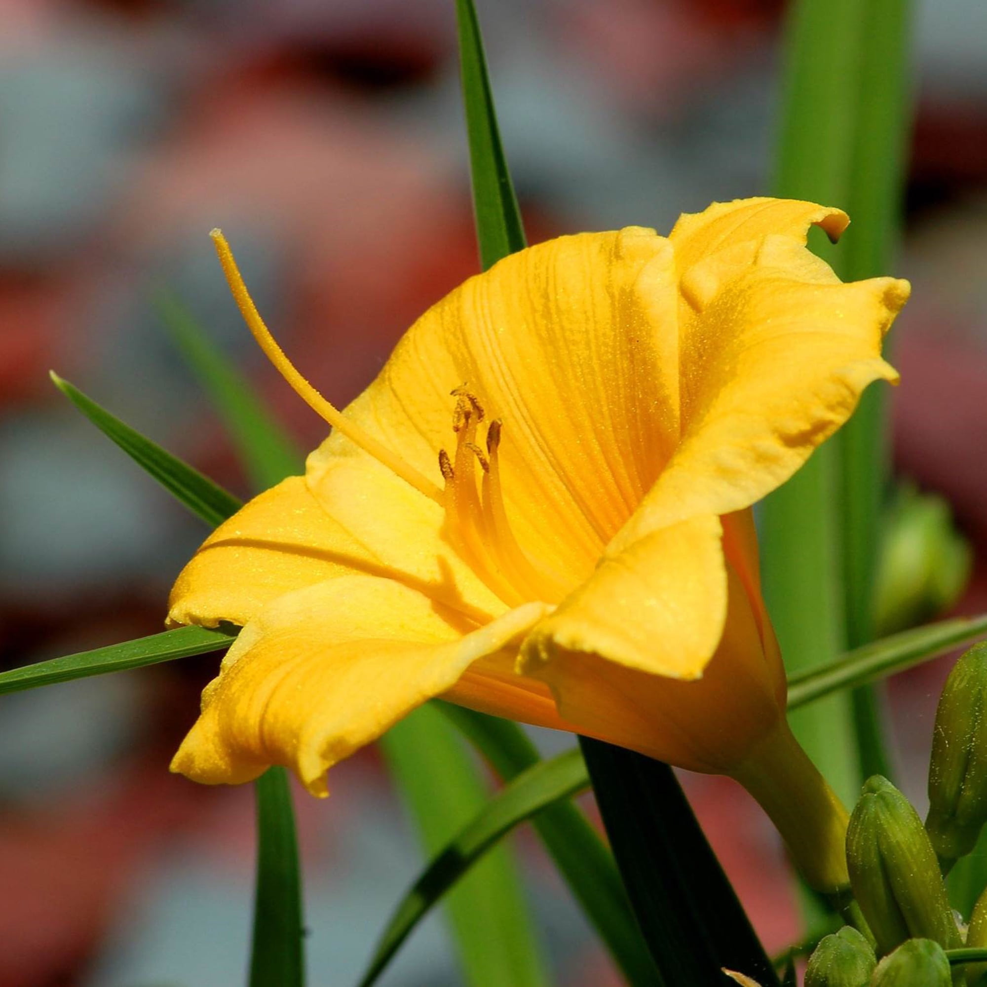 Southern Living Stella Daylily Live Shrub in 1-Gallon Grower Pot