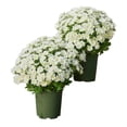 thumbnail image 2 of Crisantemos Artificiales 21 Cabezas Ramos de Flores Falsas 10 Piezas para Decoración de Interiores y Exteriores Arreglos para Escenas de Jardín Conmemorativo, 2 of 7