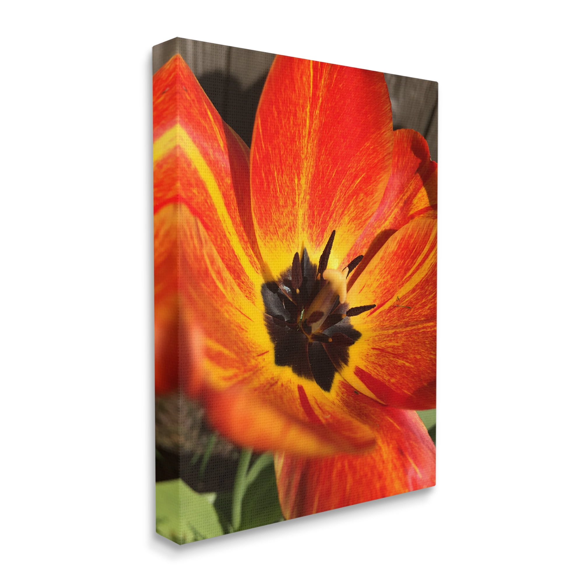 Stupell Industries Bold Red Poppy Flower Blossom Petals Photograph Gallery Wrapped Canvas Print Wall Art, Design by Heidi Bannon