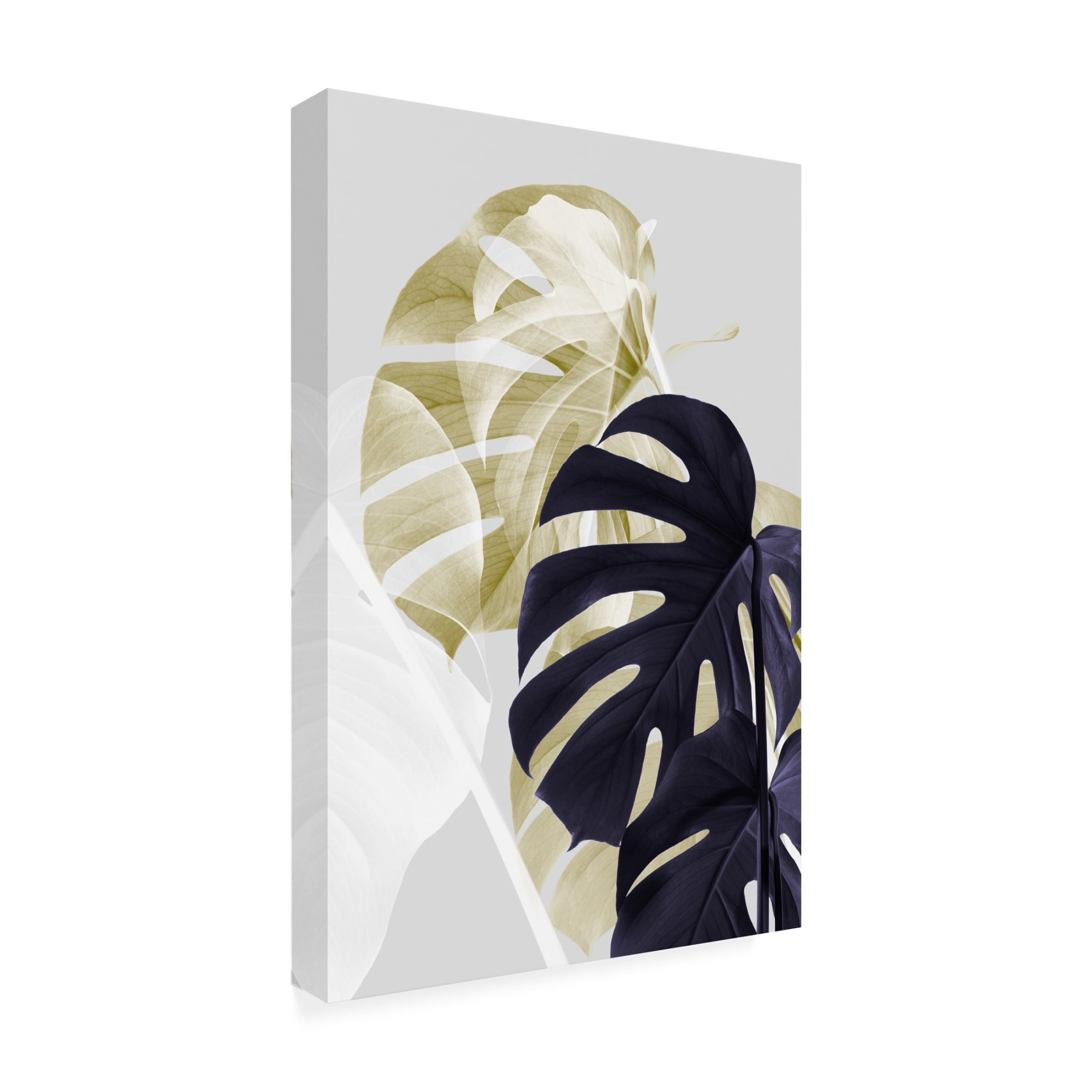 Trademark Fine Art Pictufy Studio Monstera Creative 06 Canvas Wall Art