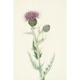thumbnail image 2 of Mary Vaux Walcott 13x18 Gold Ornate Wood Frame and Double Matted Museum Art Print Titled - Prairie Thistle. Cirsium Undulatum (1925), 2 of 4