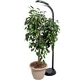 thumbnail image 5 of Agrobrite Hydrofram FLF27DF 27W Indoor Adjustable Standing Plant Lamp Light, 5 of 5