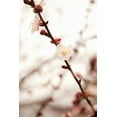 thumbnail image 2 of Millet, Karyn 23x32 White Modern Wood Framed Museum Art Print Titled - In Bloom XIII, 2 of 4