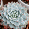 thumbnail image 6 of Echeveria 'Blue Bird' Succulent Live Plant 4" Bare Roots for Garden Decor, 6 of 6