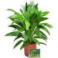 thumbnail image 1 of Tropical Plants of Florida 30" to 32" Chinese Fan Palm Tree Plant; Bright, Indirect Sunlight Plant in Grower Pot, 1 of 1
