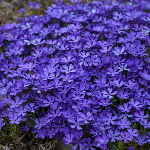 50 Violet Pinwheel Phlox Seeds Flower Perennial Seed Flowers Butterfly 846