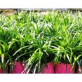 Liriope muscari Samantha 25 Bare Root Plants - Walmart.com