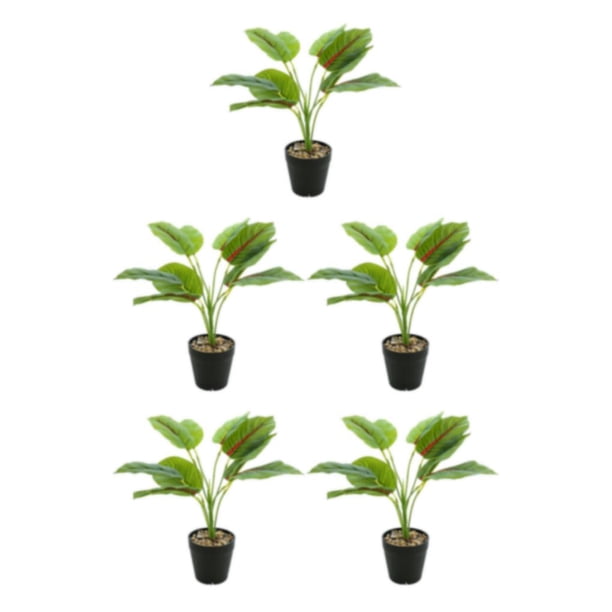 Planta de tortuga Billuyoard ecológica bajo mantenimiento decoración hogar oficina JH5472