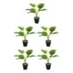 thumbnail image 1 of Planta de tortuga Billuyoard ecológica bajo mantenimiento decoración hogar oficina JH5472, 1 of 6