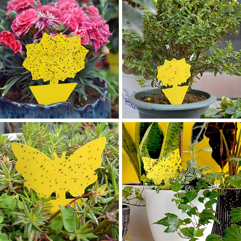 10 Pack Yellow Sticky Traps for Indoor Outdoor Natural Pest Control, Fruit  Fly Trap and Yellow Fungus Gnat Traps for House Plants, Whitefly, Mosquito  Bits, Flying Insects, Fly Traps Save Your Plants 