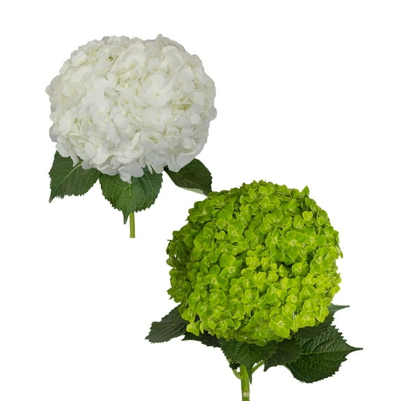 Hydrangeas 30 Stems of White and Emerald Green Farm Direct Fresh Cut Flowers by Bloomingmore