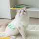 thumbnail image 5 of Paquete de 2 camisas para perro, falda, camisetas de ballet, chaleco de algodón, vestido plisado, ropa para cachorros, camisas de verano, lindas camisetas, ropa suave para mascotas para pequeños y, 5 of 5
