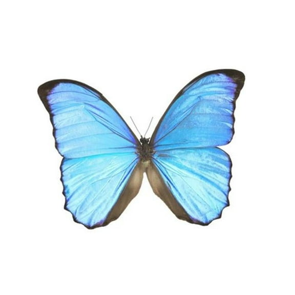 A Blue Butterfly Poster Print by Don Hammond - 17 x 11
