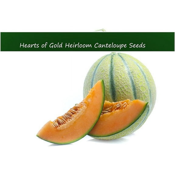 Vegetable Seeds- Hearts of Gold Cantaloupe -20 seeds- Early melon -  Heirloom -3-4 lbs Sweet Flavor- Short Season Muskmelon