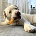 thumbnail image 4 of Purely Paws All-Natural Beef Trachea - Safe, Digestible Dog Chews - Single Ingredient Trachea Chew - Rawhide Free - (9 inch, 10 count), 4 of 9