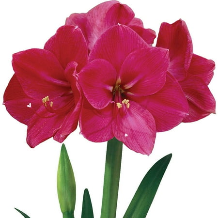EuroBlooms Amaryllis Value 3-Pack Amigo with Pots and Soil