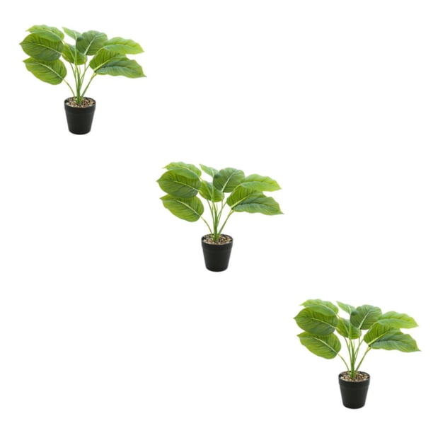 Planta de tortuga ecológica de bajo mantenimiento Inteprter decoración hogar oficina JH5475