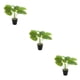 thumbnail image 1 of Planta de tortuga ecológica de bajo mantenimiento Inteprter decoración hogar oficina JH5475, 1 of 6