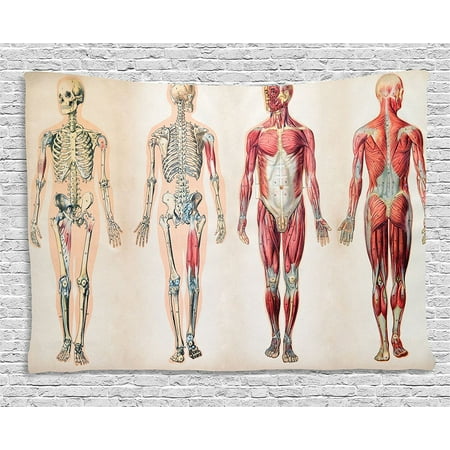 Human Anatomy Tapestry by , Vintage Chart of Body Front ...