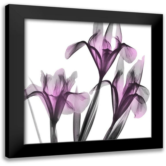 Koetsier, Albert 12x12 Black Modern Framed Museum Art Print Titled - Dazzling Iris