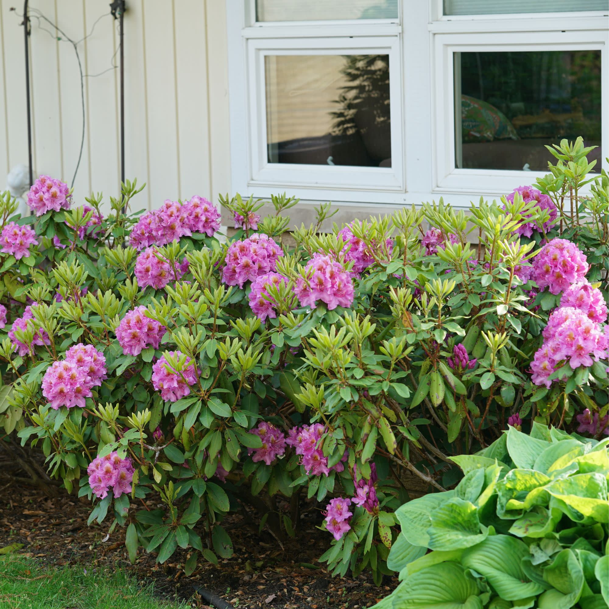 Proven Winners ColorChoice 5" Dandy Man Purple Rhododendron Live Plant in 4.5" Pot (4 Count)